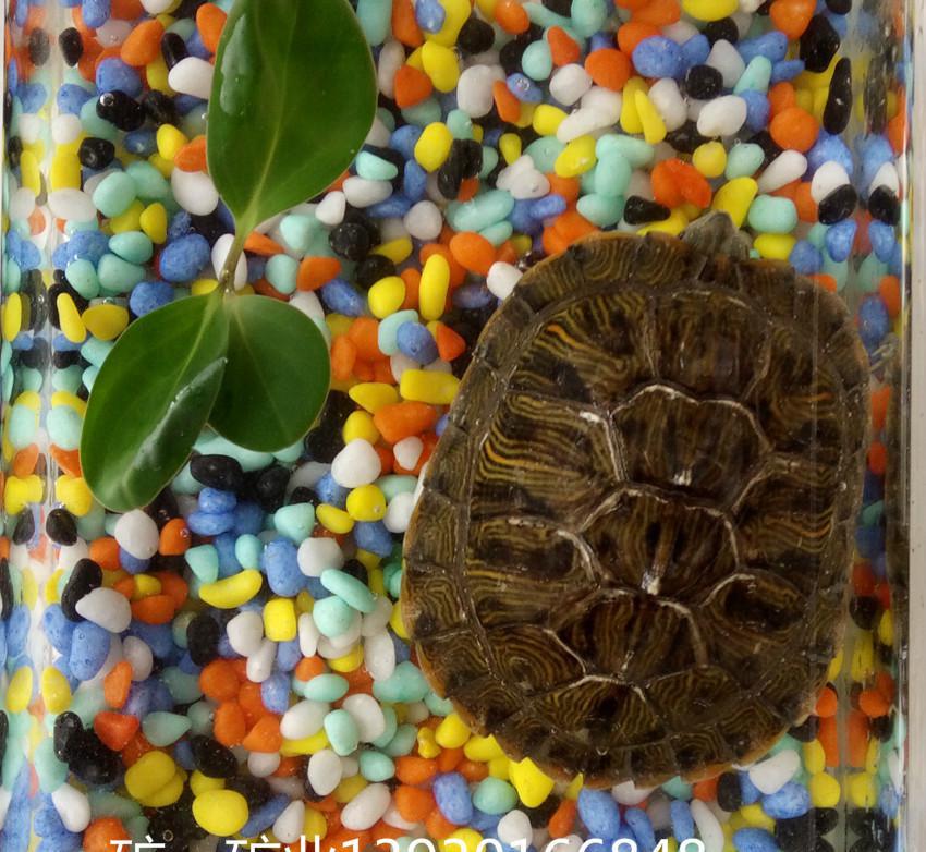 2016批發(fā)園藝用小石頭子 五彩石 水族魚缸 微景觀裝飾25